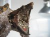 Alligator 5 (Small).jpg