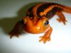 DSC00100.JPG
