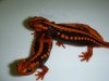 DSC00103.JPG