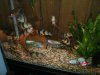 Loaches 1.JPG