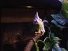 Chameleon.JPG