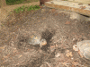 Diggin.gif