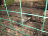 Diggin-2.gif
