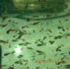 PBEggs2007029.JPG