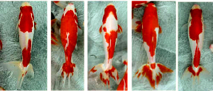 wakin.3.jpg wakin.3.jpg