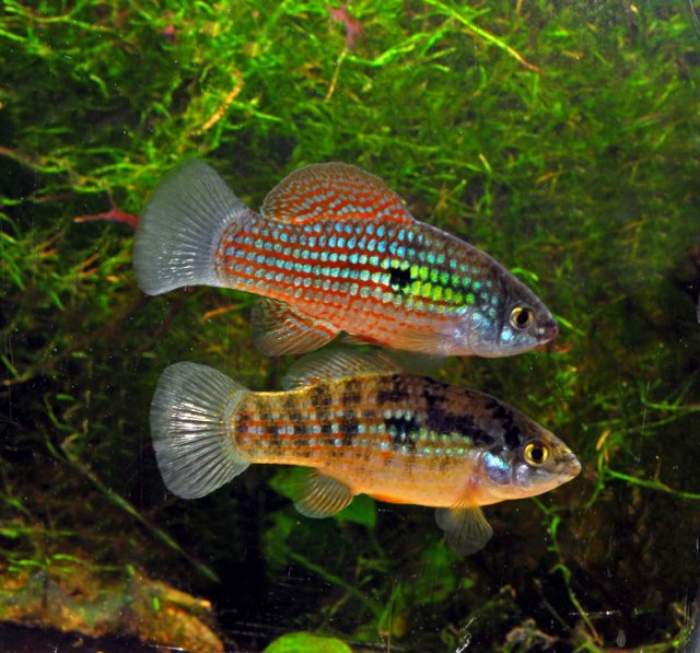 jordanella_floridae.jpg jordanella_floridae.jpg