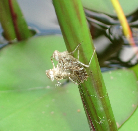 dragonflypupae.jpg