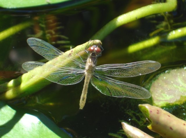 dragonflynew.jpg