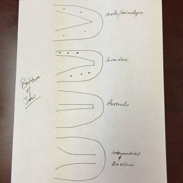 image.jpeg