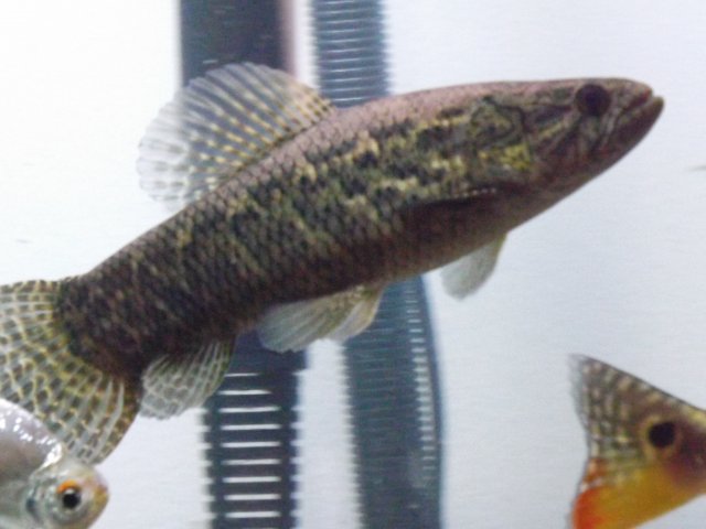 DSCF0955.JPG