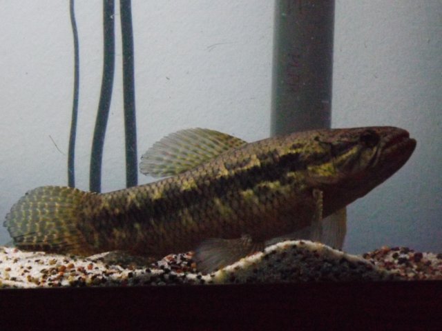 DSCF0958.JPG