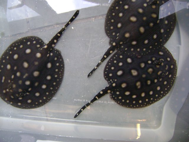 bdxleo pups 15`9`15 003.JPG