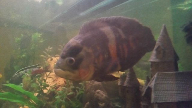 Oscar 2.jpg Oscar 2.jpg