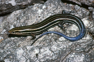 5-lineskink.jpg