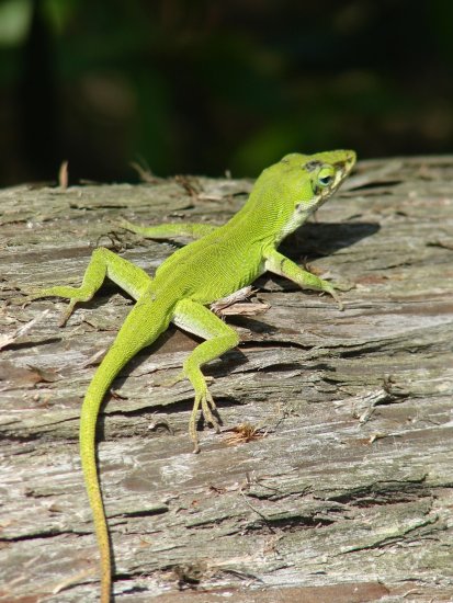 anole.jpg