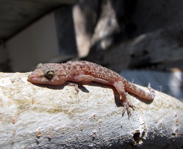 housegecko.jpg