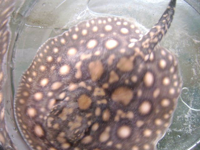 hybrid males at 6 month 3 004.JPG