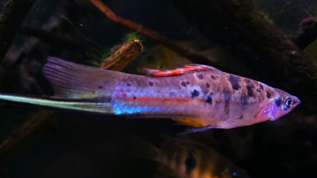 DSC_0116~2.jpg