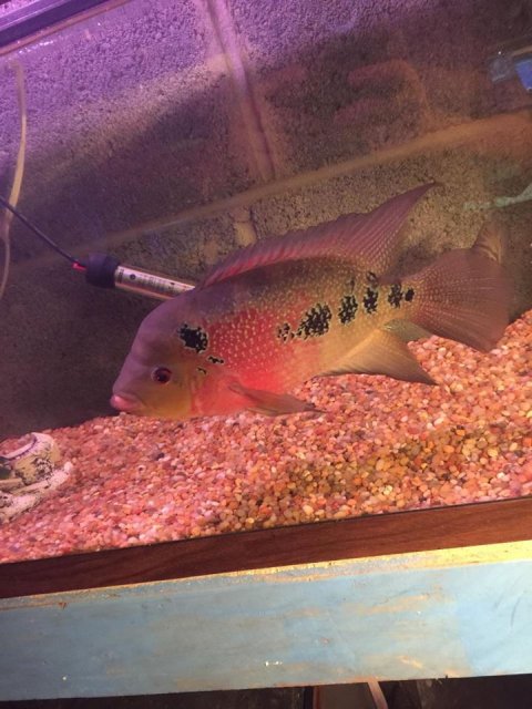 12039770_10153693544227451_1515331873352012304_n.jpg 12039770_10153693544227451_1515331873352012304_n.jpg