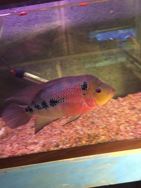 12063448_10153693544312451_6179246216002092257_n.jpg 12063448_10153693544312451_6179246216002092257_n.jpg