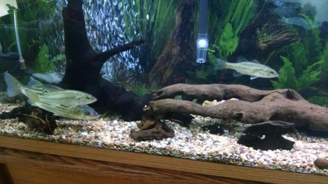 Fish 3.jpg