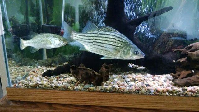 Fish 2.jpg