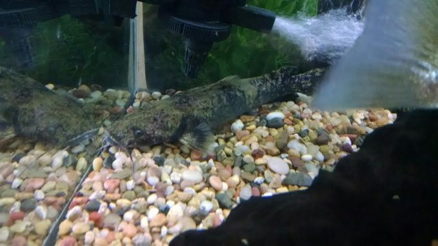 Fish 4.jpg