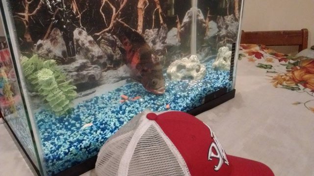 12191854_1059955524029007_1069119511584790135_n.jpg 12191854_1059955524029007_1069119511584790135_n.jpg