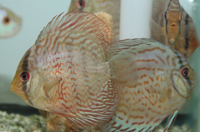 Blue Discus.JPG