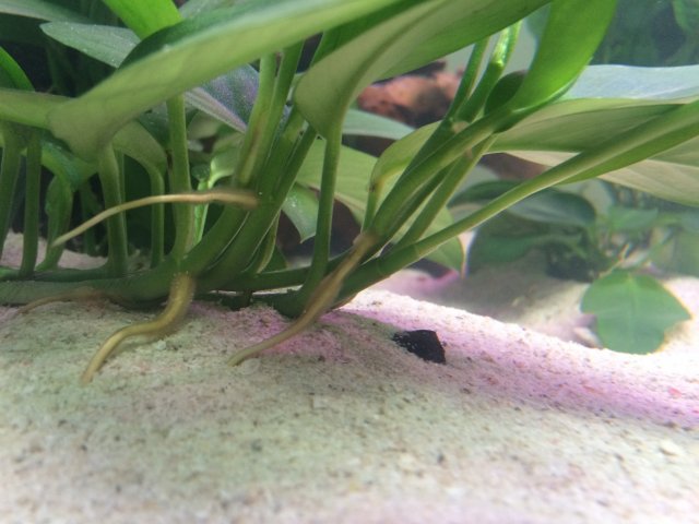 fish...jpg