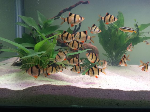 fish..jpg fish..jpg