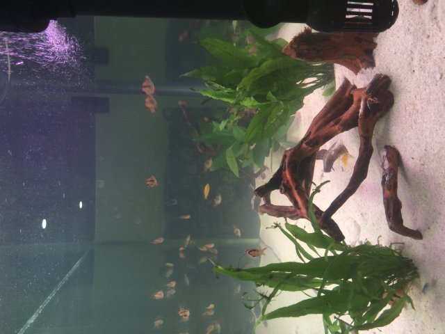 fish.jpg