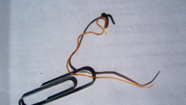 Worm 1.JPG Worm 1.JPG