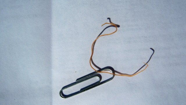 Worm 2.JPG Worm 2.JPG