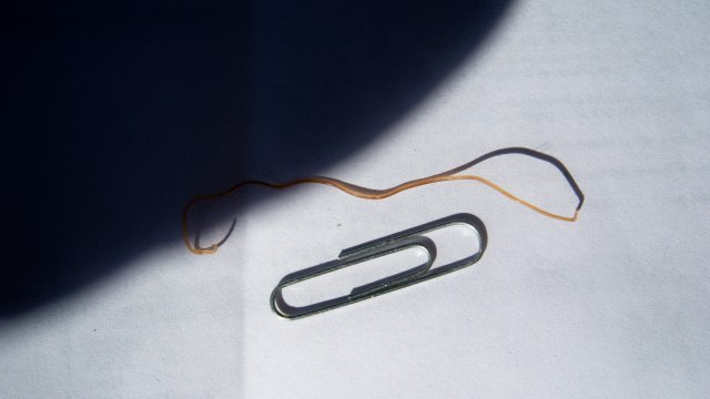 Worm 4.JPG Worm 4.JPG
