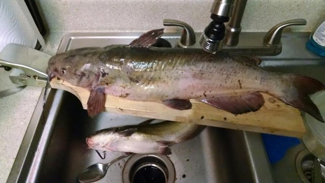 Fish 8.jpg