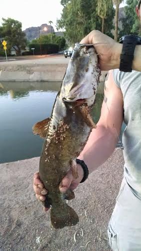 Fish 9.jpg