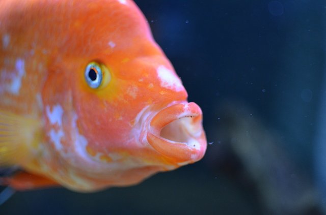 DSC_0069.JPG