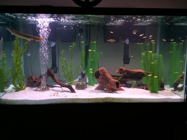 Polypterus sales senegalus care
