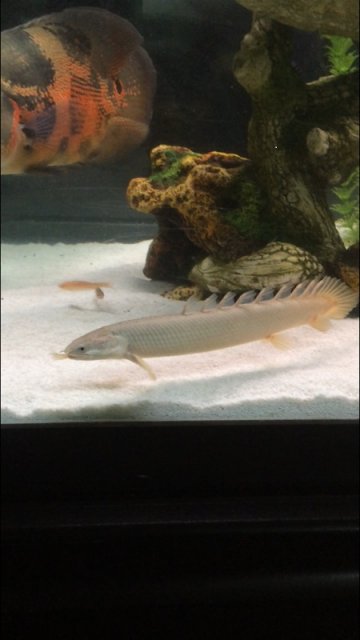 bichir.jpg