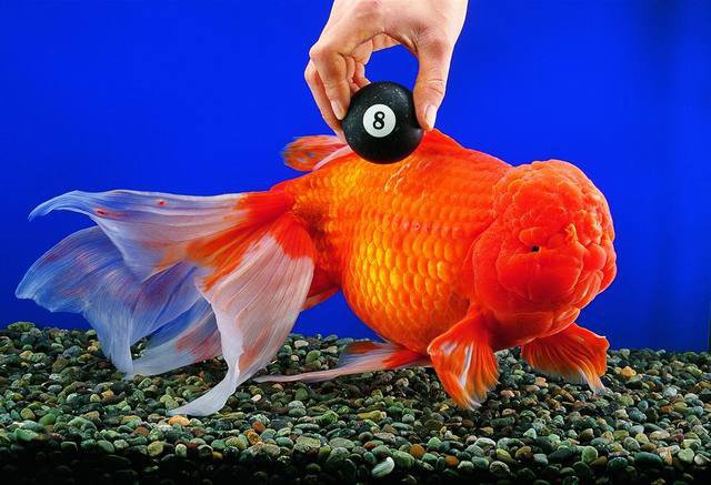 Goldfish-world-record.jpg Goldfish-world-record.jpg
