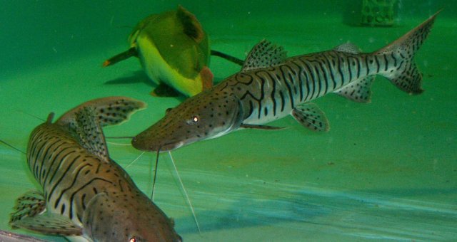 TSN, Cigar and cigaretten 2.JPG