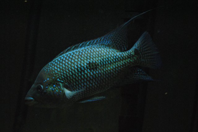 DSC_0238.JPG
