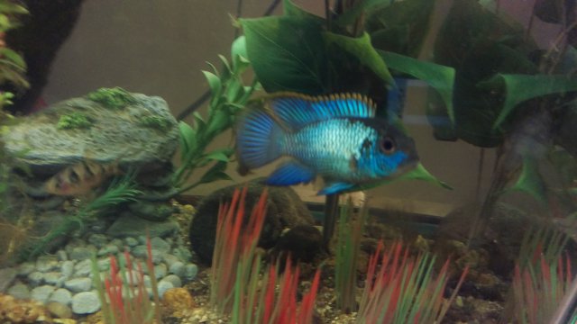 blue acara.jpg