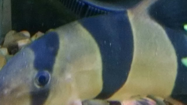 Loach 4.jpg