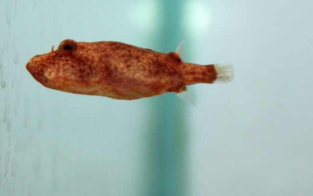 mirius puffer 2.jpg