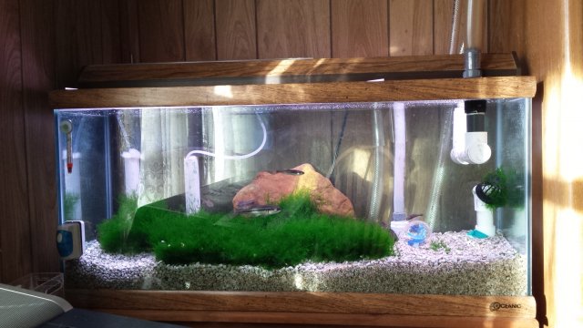 aquarium pumice