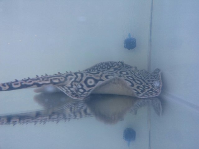 岱毅拍2015觀賞魚博覽會_1798.jpg