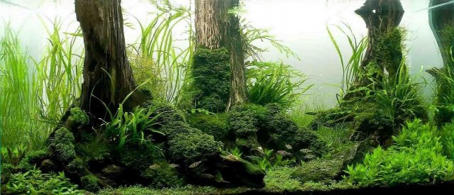 forest2.jpg