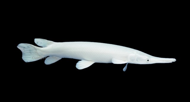 platinum alligator gar.jpg